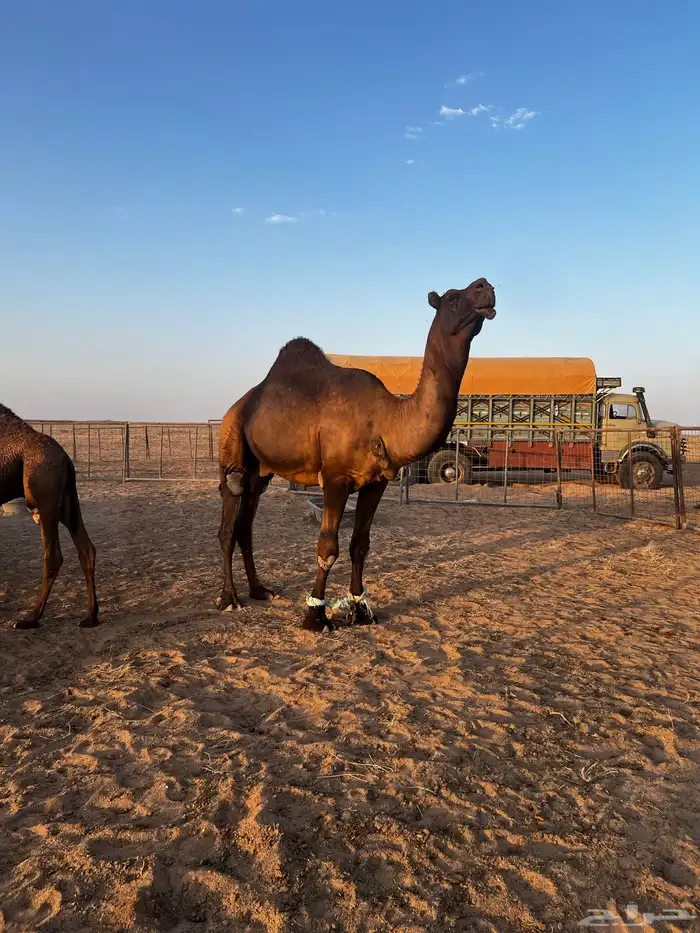 فحل مجاهيم شرط ضراب وعشار 0