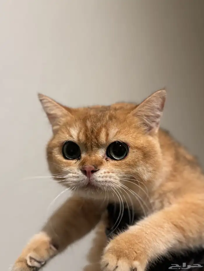 سكوتش   بريتيش للبيع مسجل 1
