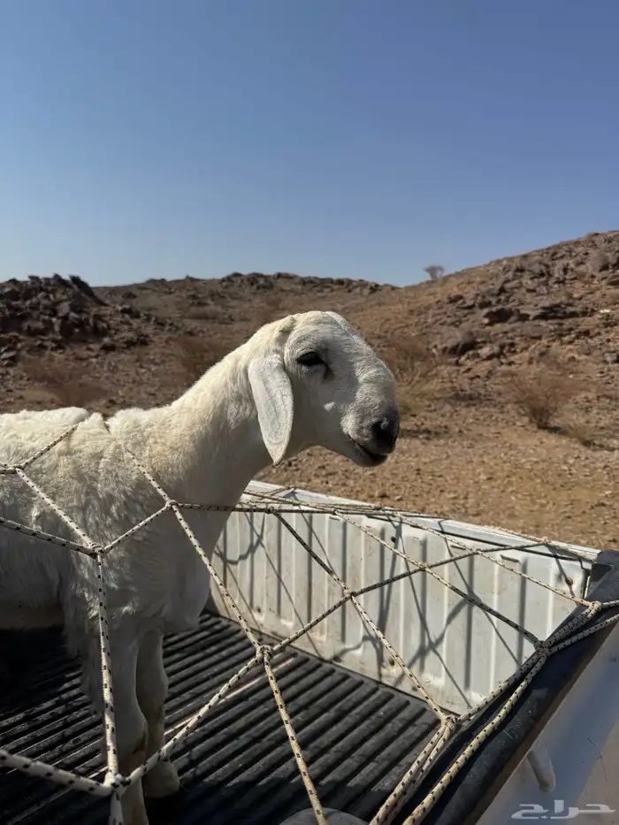 مشروع فحل ضغط عالي 10