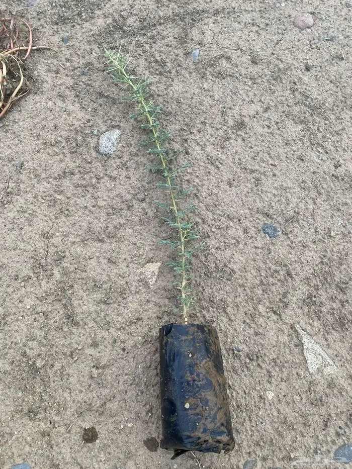شتلات طلح نجدي اصلي للبيع 0