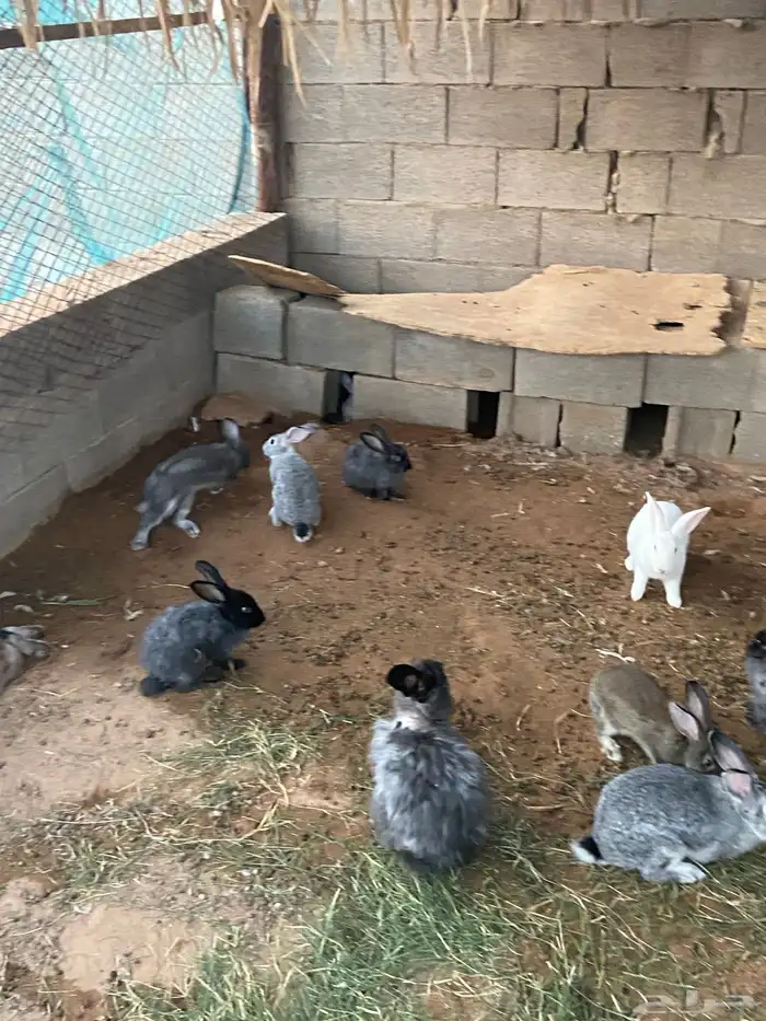 بط وأرانب 8