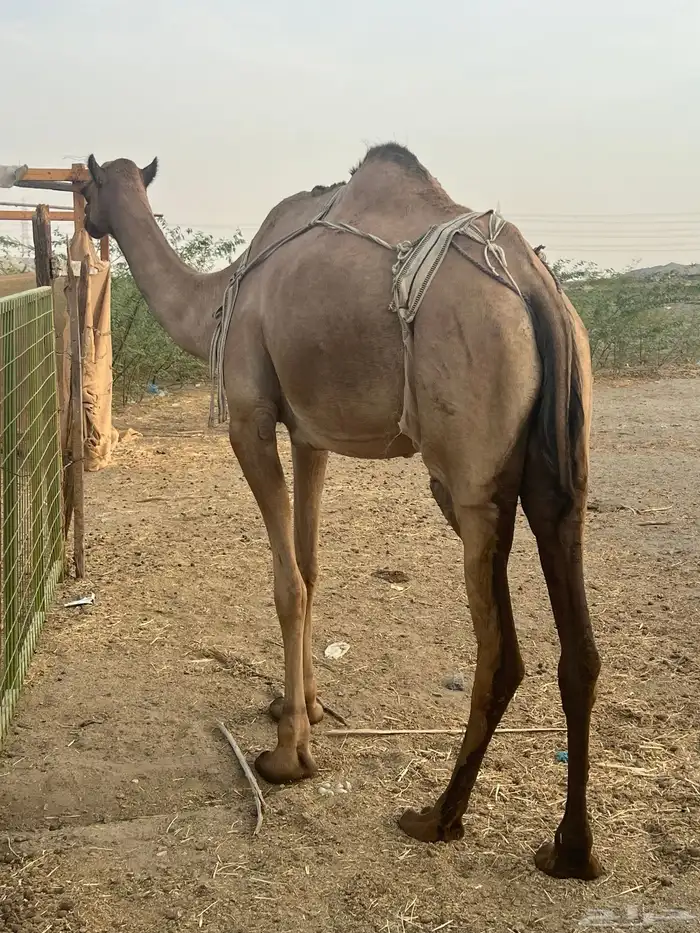 بكره تحتها بكره 4