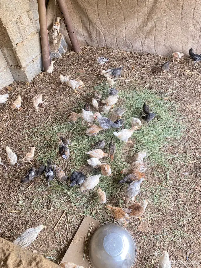 دجاج بلدي 3