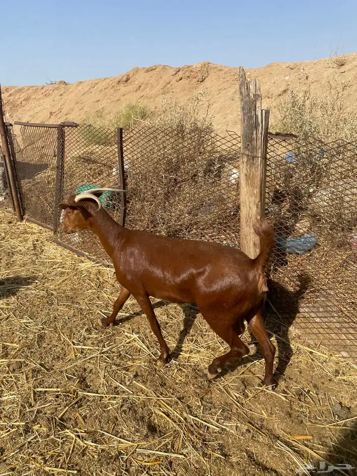 معزا محايلات 5