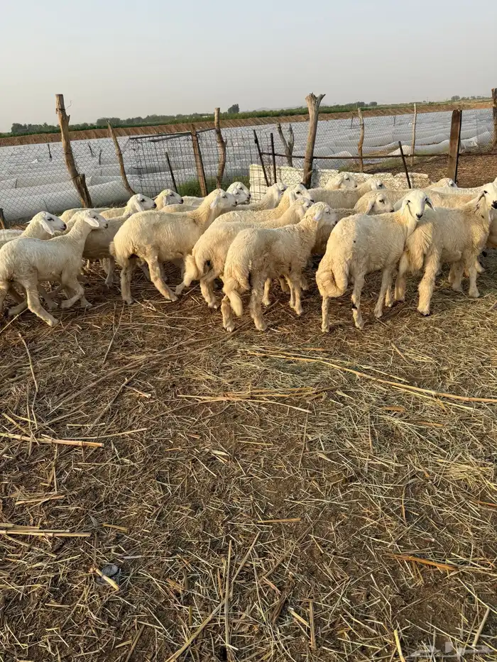 بهم وسط 31 0
