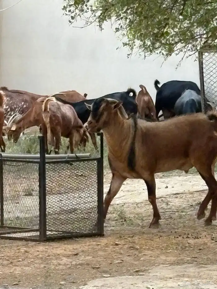 تيس فحل مشروط 6