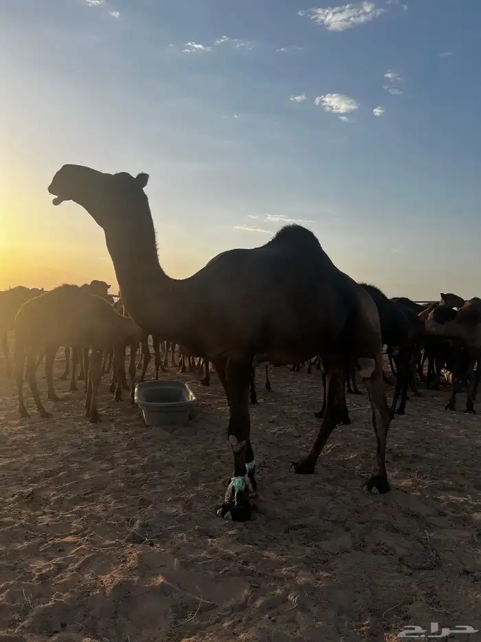 فحل مجاهيم شرط ضراب وعشار 14