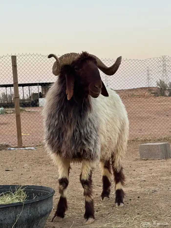 فحل نعيم ثني 2