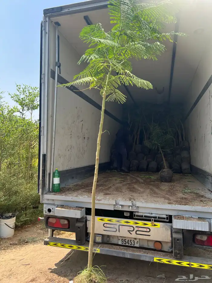 توريد جميع شتلات الظل والزينة نيم لبخ اكاسيا بونسيانا 8