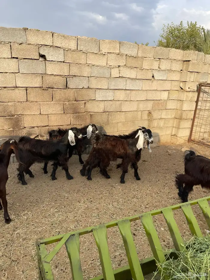 للبيع جفرات العدد11 0