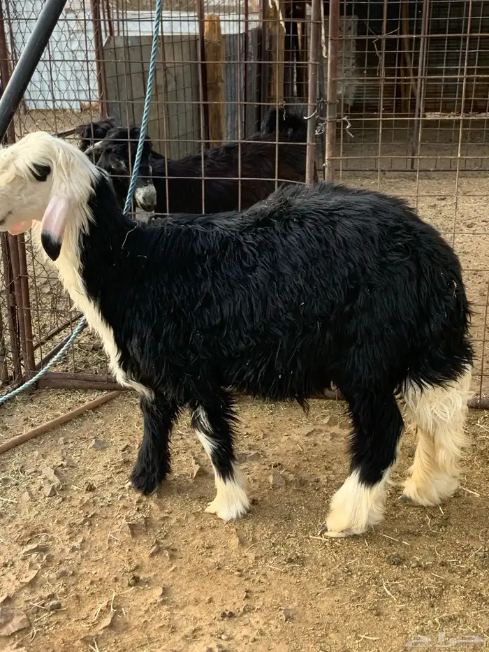 طلي نجدي طيب 1