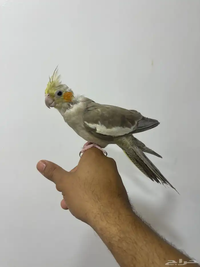 كروان 0