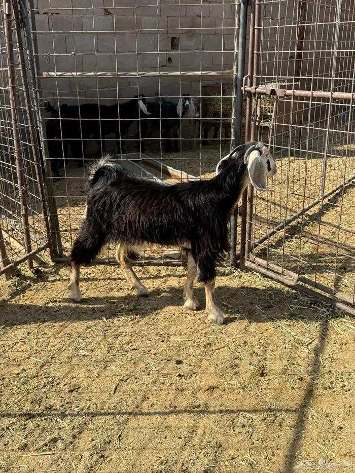 للبيع نعجه وطليان سواكن وجفار 5