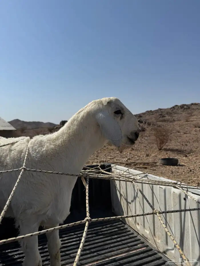مشروع فحل ضغط عالي 4