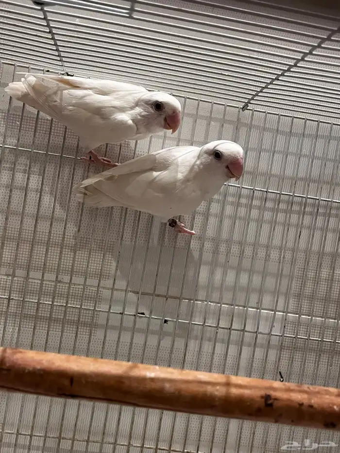 زوج روز البيون منتج سعر ممتاز جدا 1