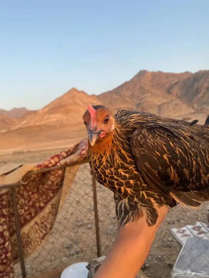 دجاج بلدي بياض مشالله الون 1