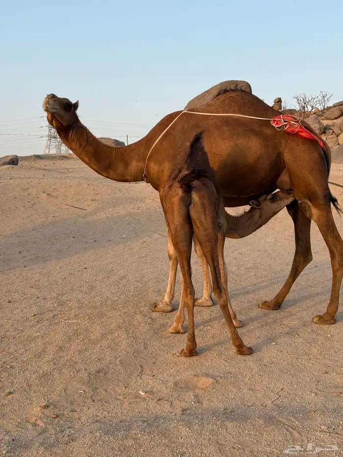 خلفة ساحليه معها بكرة ولقحه 1
