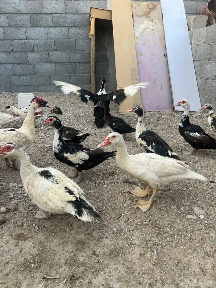 بط مسكوفي 2