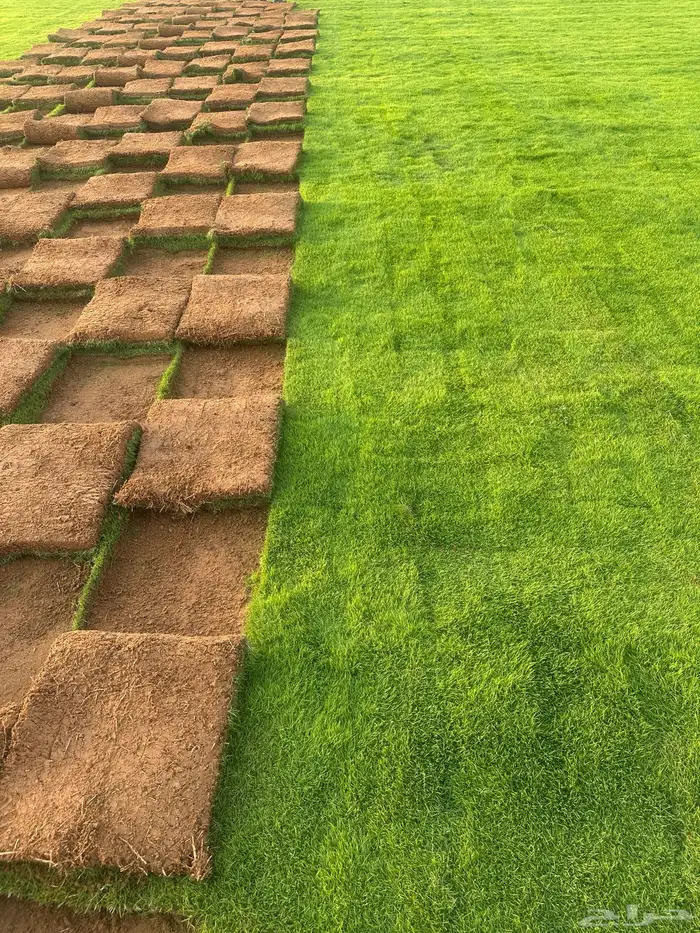 Natural Francese Grass Best Quality Pure Green And Clean 4