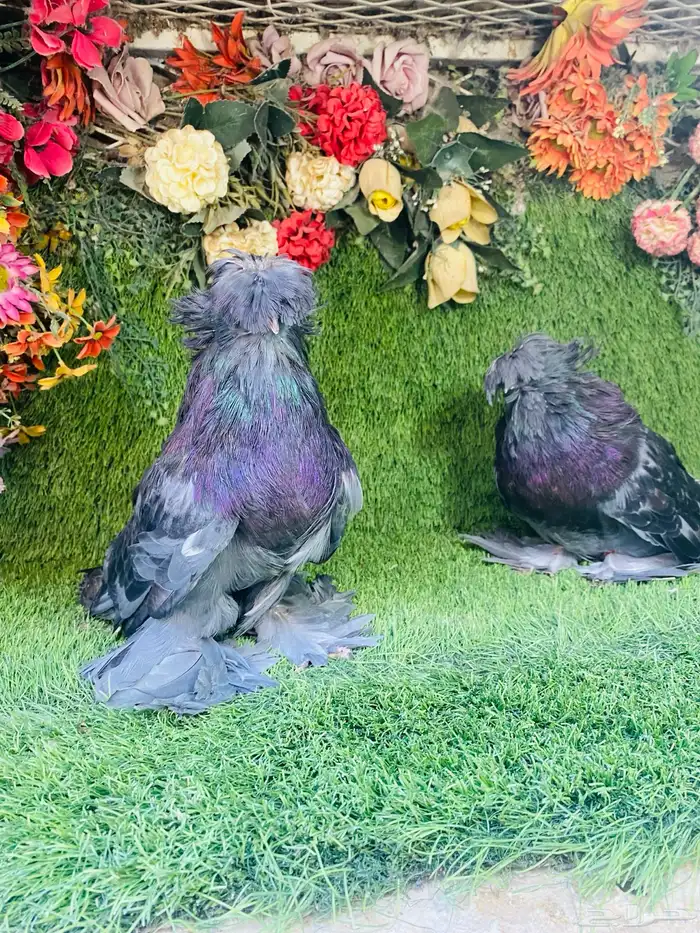البيع طبه بخاره اخر ريشتين 3