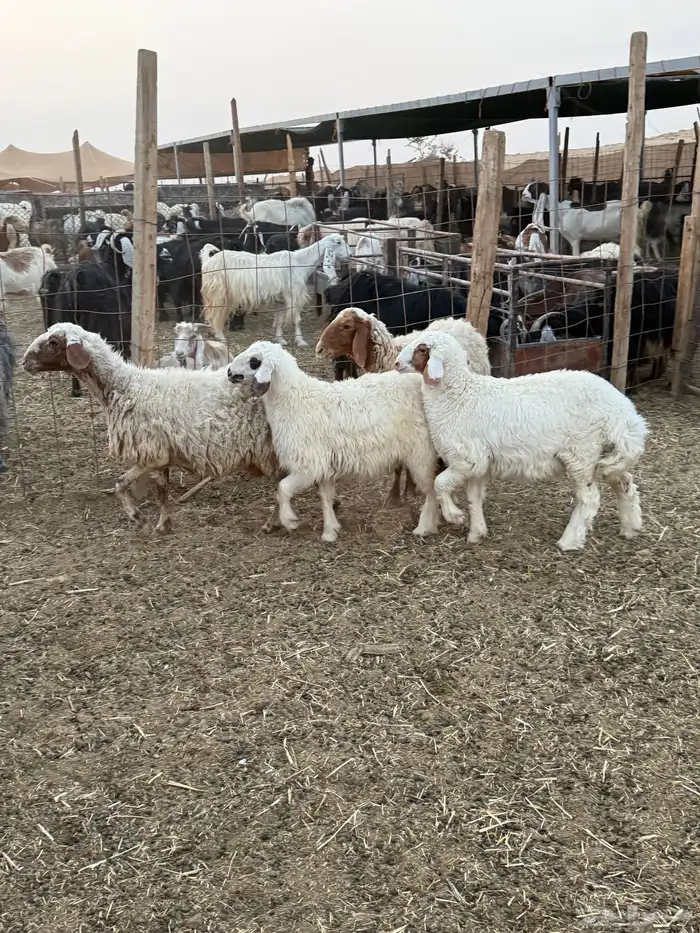 نعيم رغايث متابيع 6