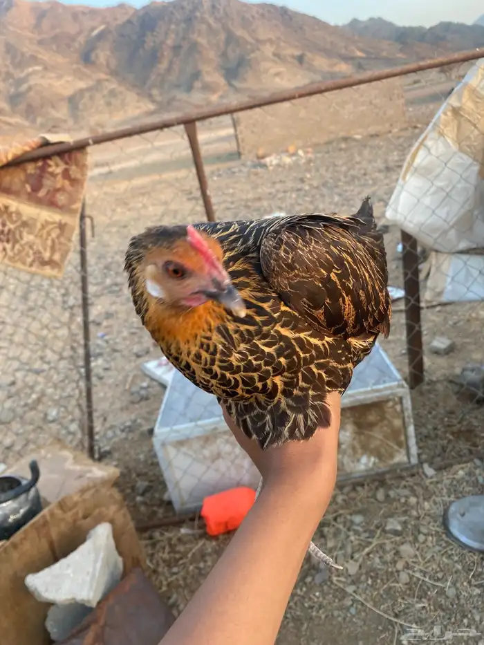 دجاج بلدي بياض مشالله الون 3