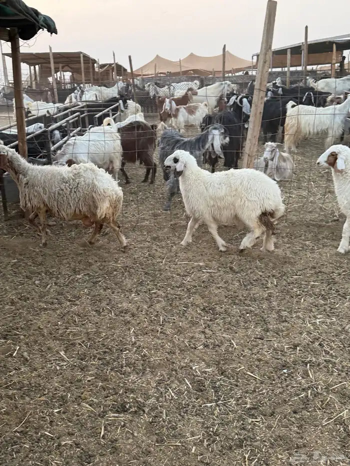 نعيم رغايث متابيع 7
