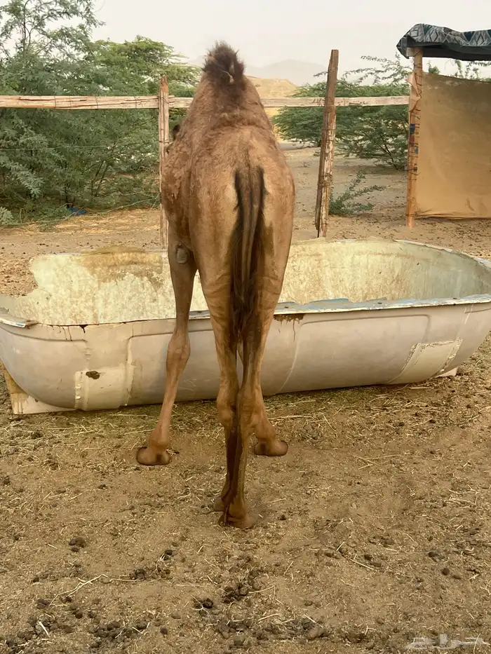 بكره تحتها بكره 1