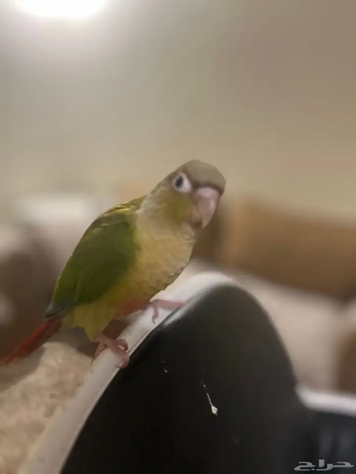 كنيور اناناس هدد (تم البيع) 2