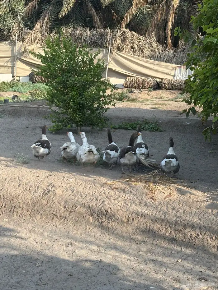 بط للبيع 2