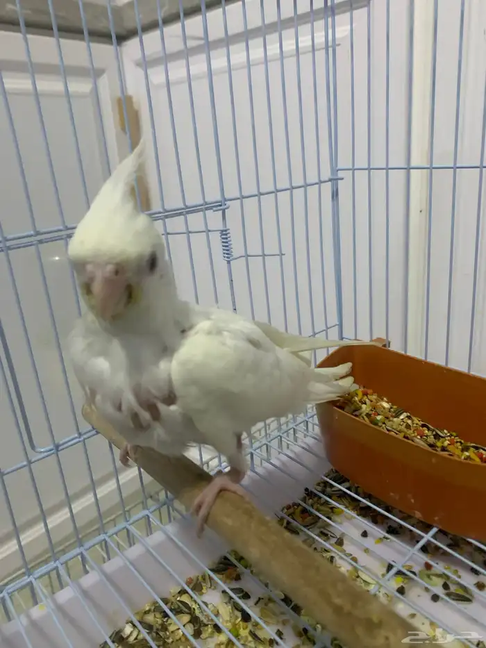 فرخ كروان البينو ( تم البيع ) 0