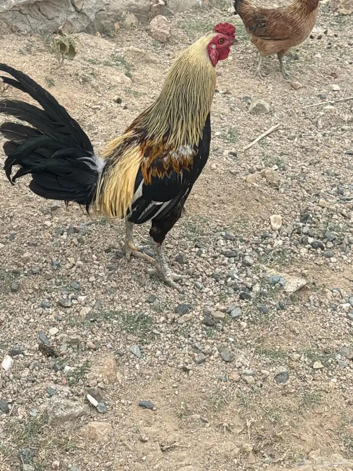 دجاج للبيع 1