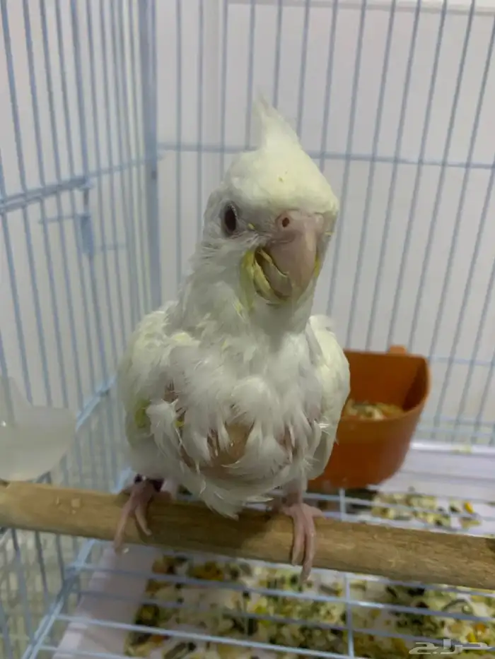 فرخ كروان البينو ( تم البيع ) 2