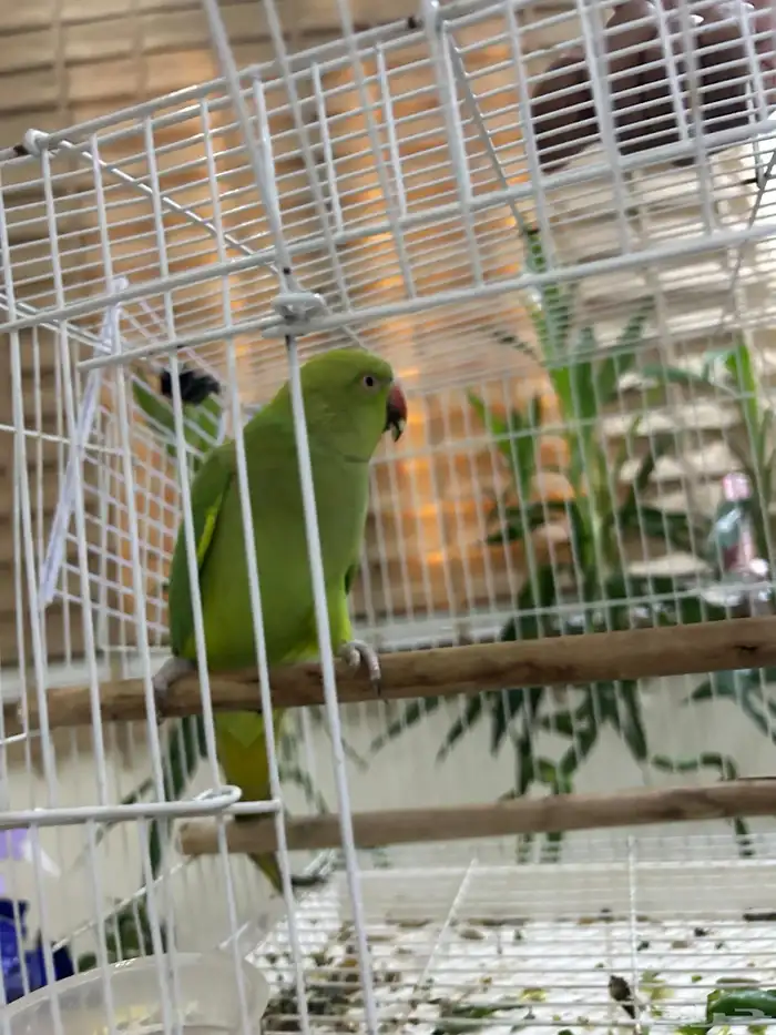دره اليفه للبيع حمامه 1