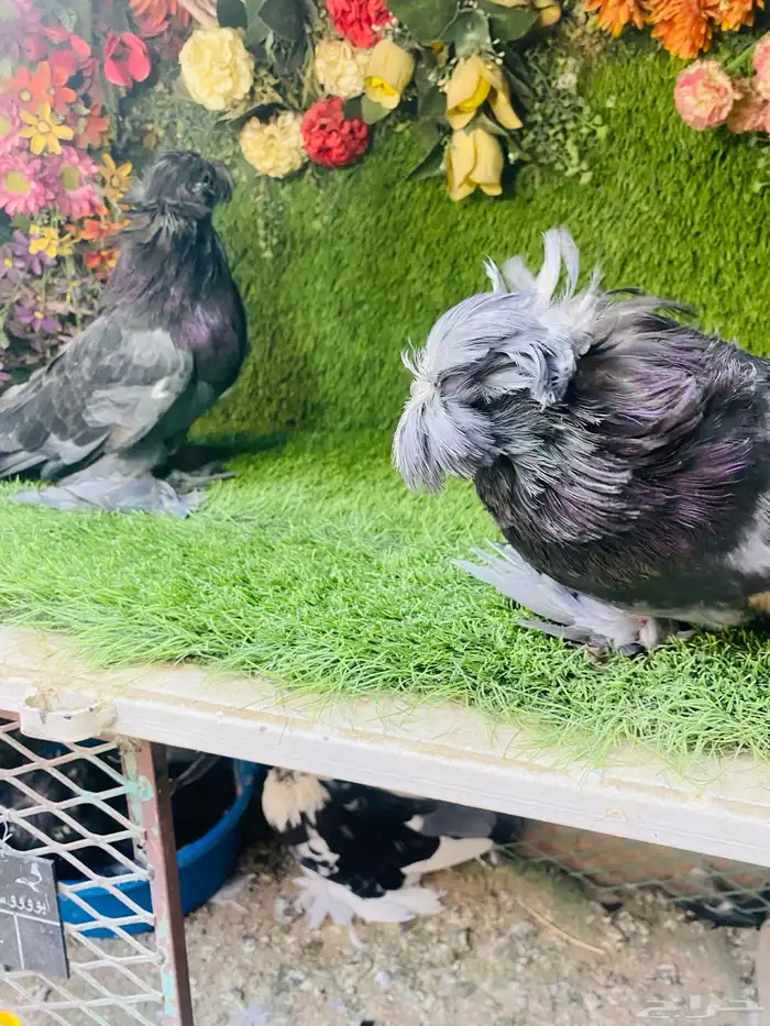 البيع طبه بخاره اخر ريشتين 9