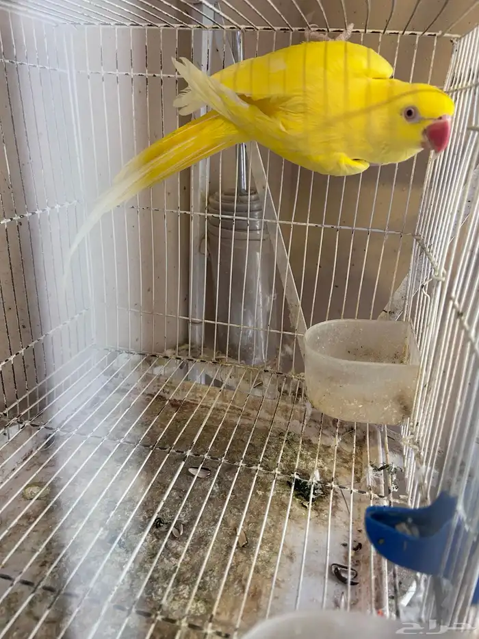 انثى درة لاتينو 2