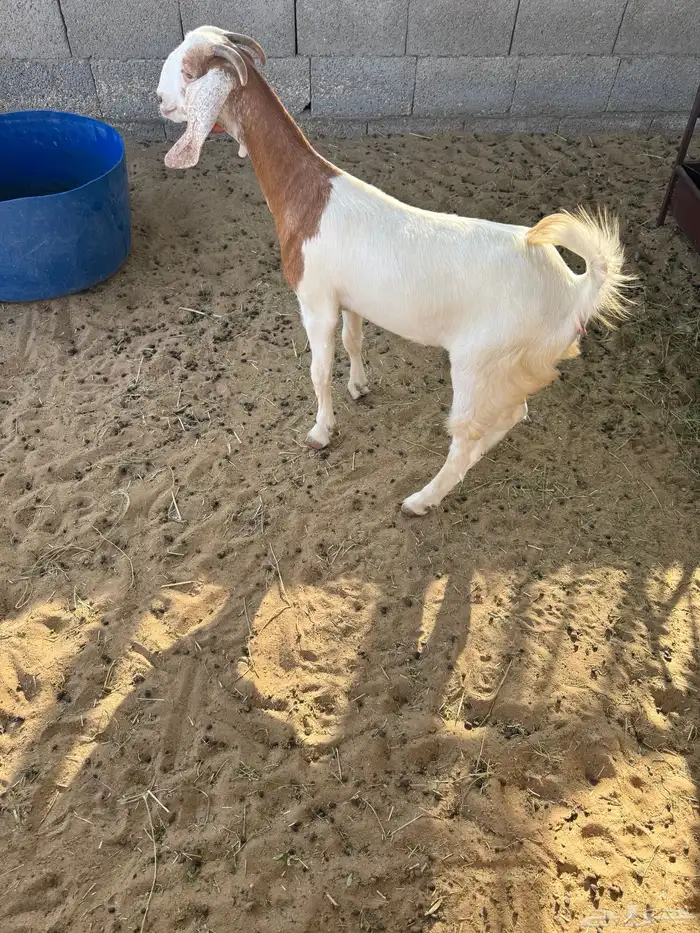 جفرة للبيع 1