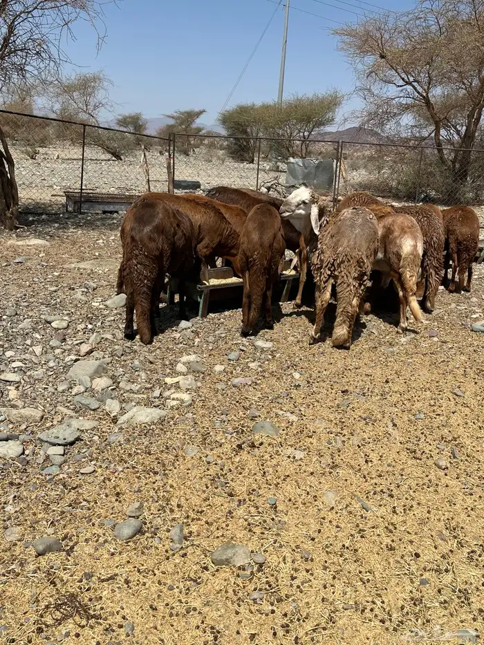 سواكن حمري ذبايح مناسبات مرابي 3 شهور و نص 4