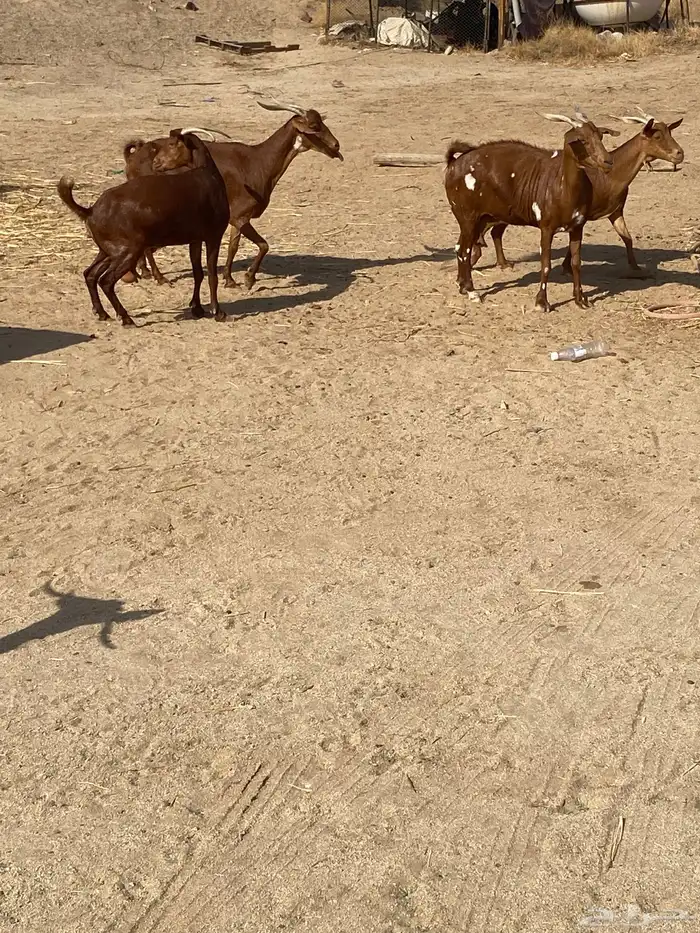 معزا محايلات 3