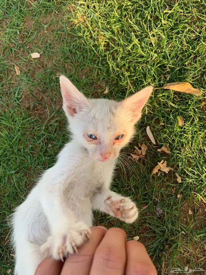 قطط بلدي صغير للتبني 2