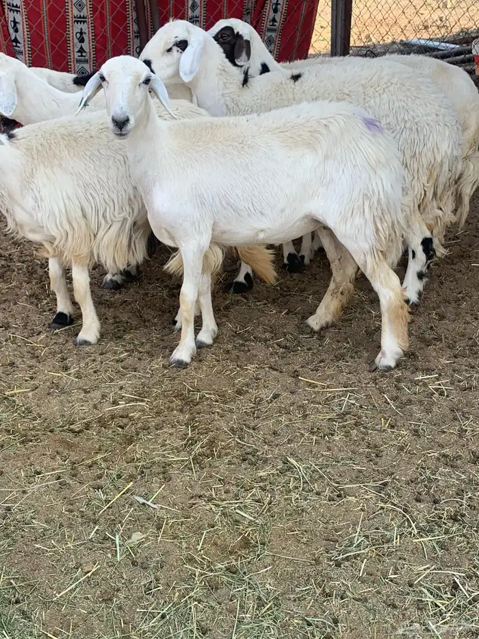 غنم صنف 5