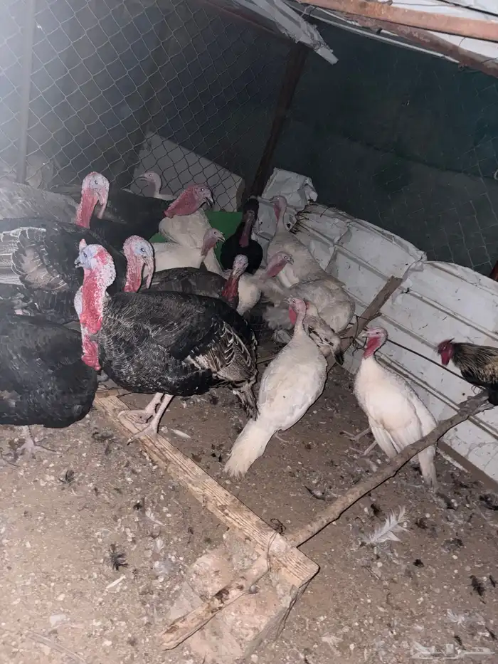 دجاج رومي للبيع 1