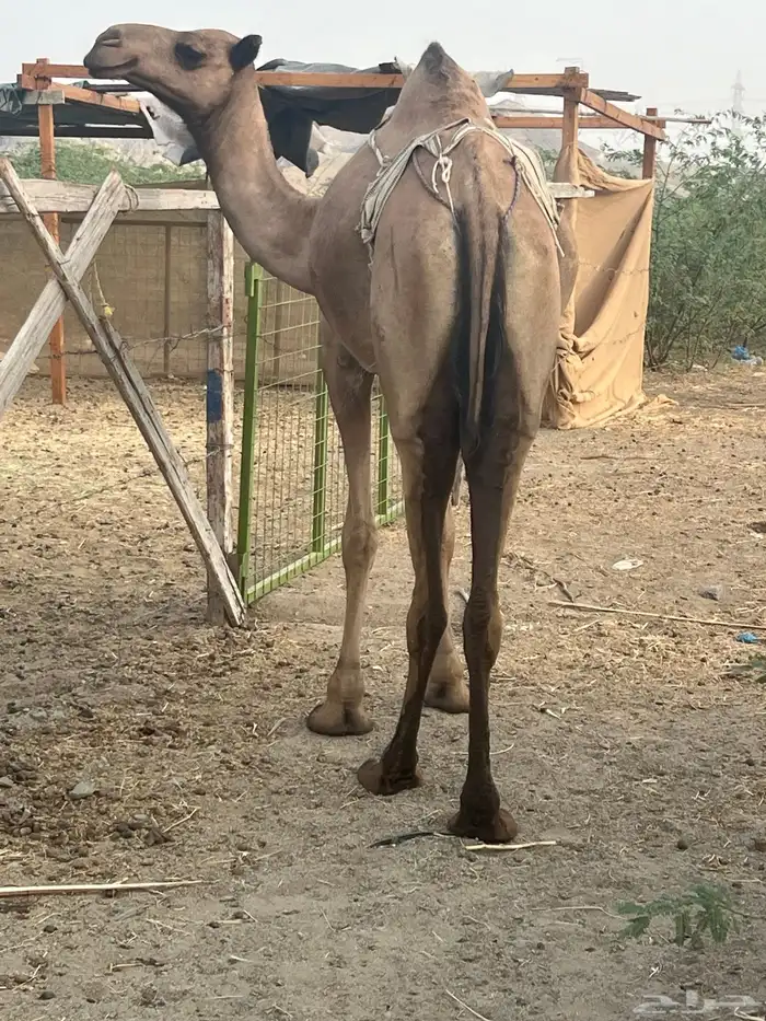بكره تحتها بكره 5
