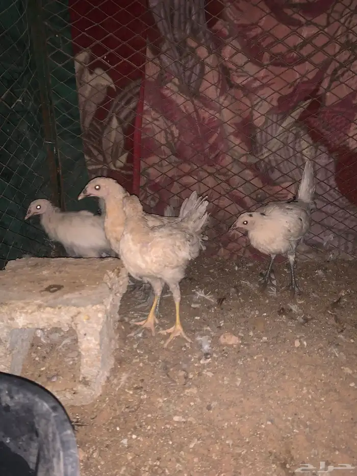 دجاجة راجنه مع فروخه 2