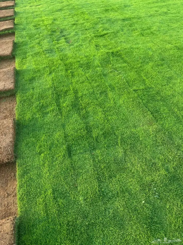 Natural Francese Grass Best Quality Pure Green And Clean 6