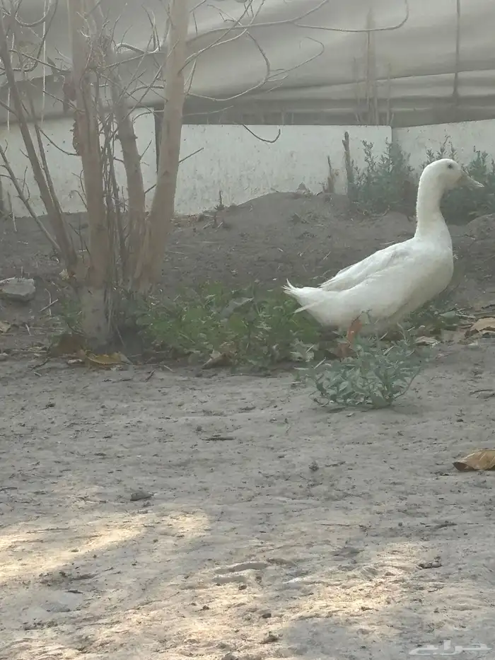 بط للبيع 19