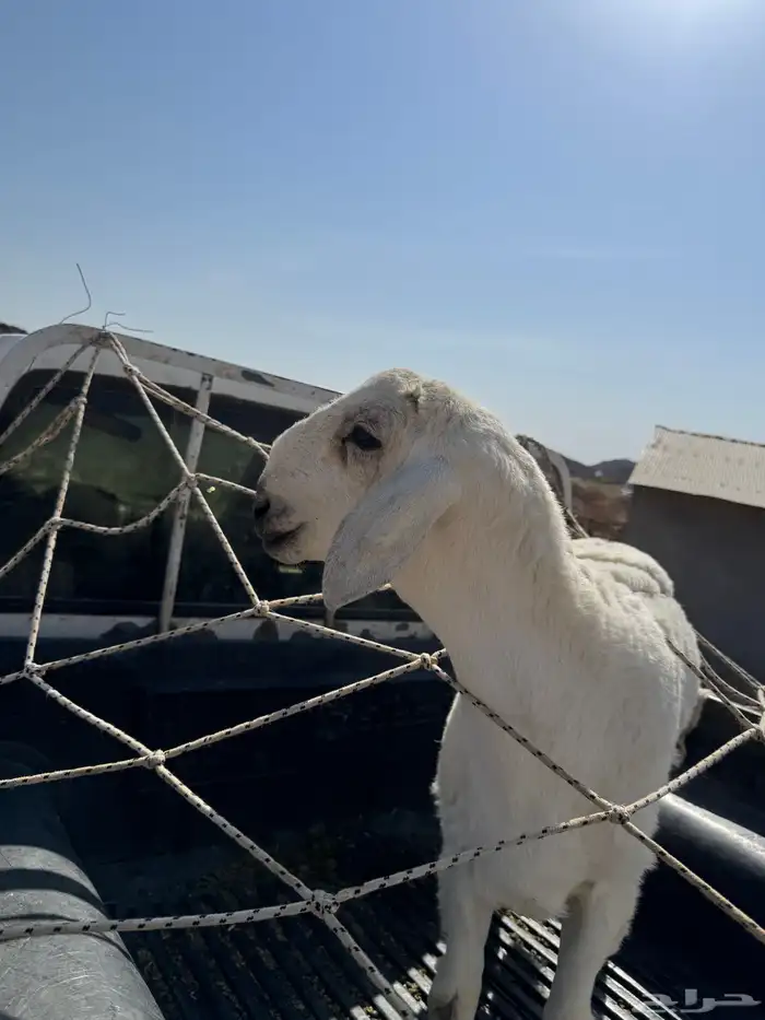 مشروع فحل ضغط عالي 3
