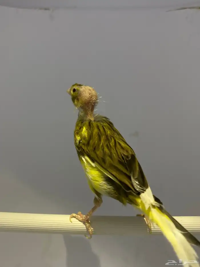 جوز كناري 6