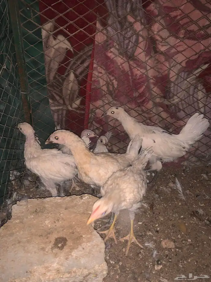 دجاجة راجنه مع فروخه 1