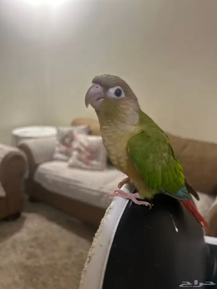 كنيور اناناس هدد (تم البيع) 0